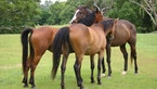 What Is Equine Assisted Learning?