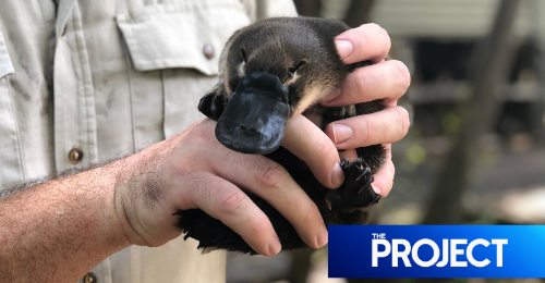 Push To List Platypus As Vulnerable Species
