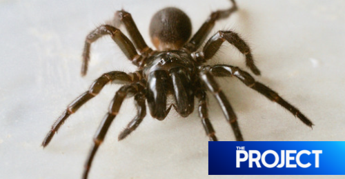 Experts Predict Australia Is In For A Wild Summer Of Venomous Snakes And Spiders