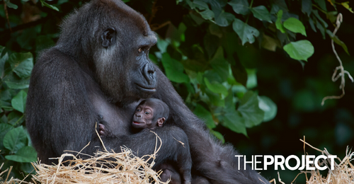Gorillas At An Atlanta Zoo Have Invented a Unique Sound To Get Their Zookeepers' Attention