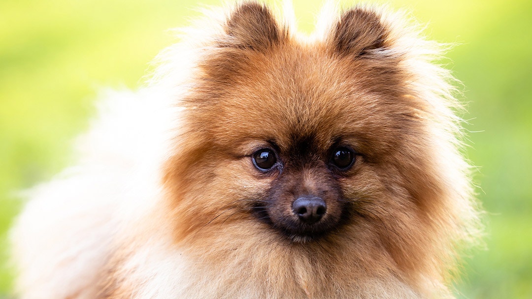 Meet Prince