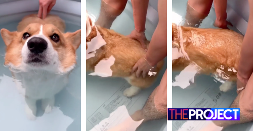 Corgis Bubble Butts Let Them Float On Water, Just Thought You'd Like To Know