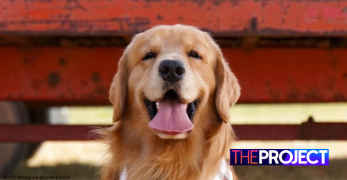 Tucker, The Golden Retriever, Earns $1 Million A Year As An Influencer