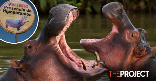 Pablo Escobar’s ‘Cocaine Hippos’ Could Be Culled By Colombian Government