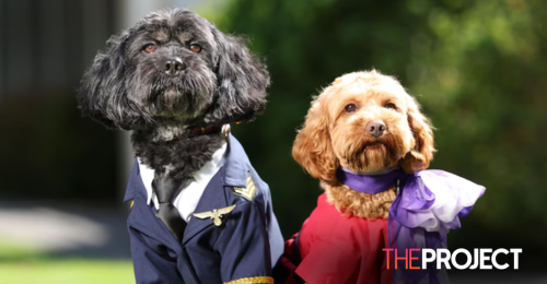 Virgin Australia Set To Allow Small Cats & Dogs On-Board Their Planes