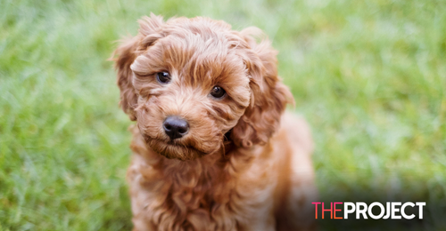 'Luna' Takes Out The Top Spot For Australia's Most Popular Dog Name