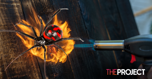 Man Burns Down House Trying To Kill Spider