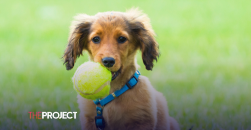 Vet Warns Against Giving Tennis Balls To Your Dog